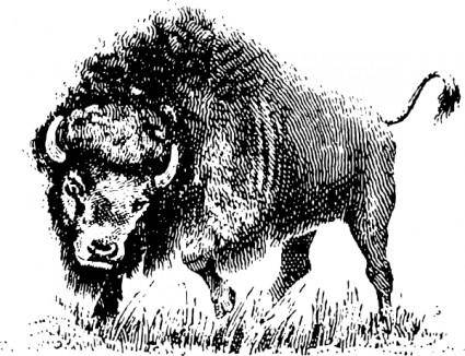Buffalo clip art