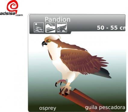 Aguila Pescadora clip art