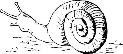 Snail Drawing clip art