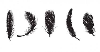 Feather vectors
