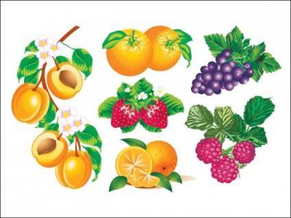 
								Vector Fruits							