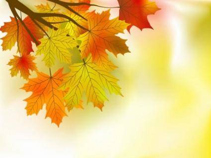 Beautiful maple leaf background 01 vector