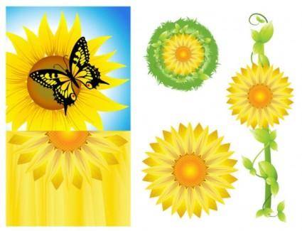 Sunflower vector