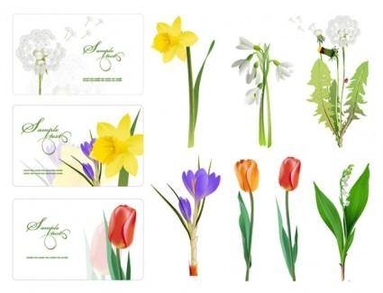 Several flowers vector