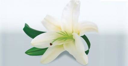 Lily flower vector