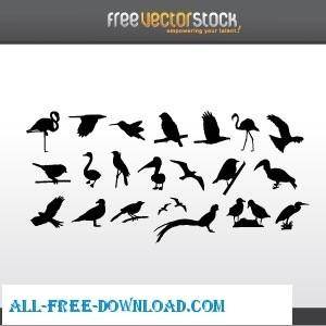 Collection of Birds Silhouettes