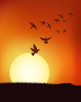 Sunset vector under the birds