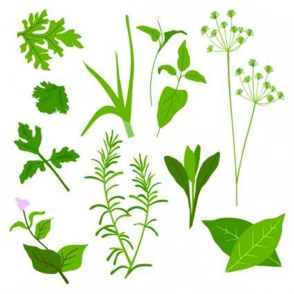 Herbal leaves 01 vector