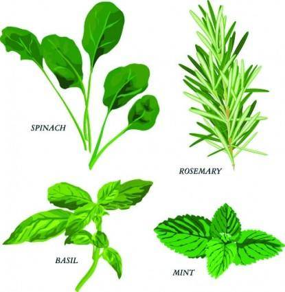 Herbal leaves 03 vector