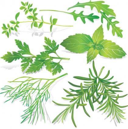 Herbal leaves 05 vector