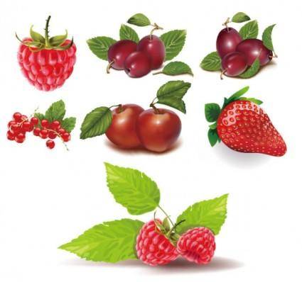 Some red fruits vector