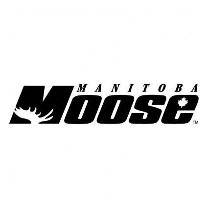 Manitoba moose 0