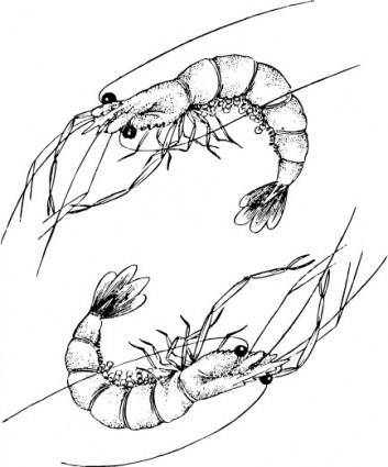 One pair of lobster vector