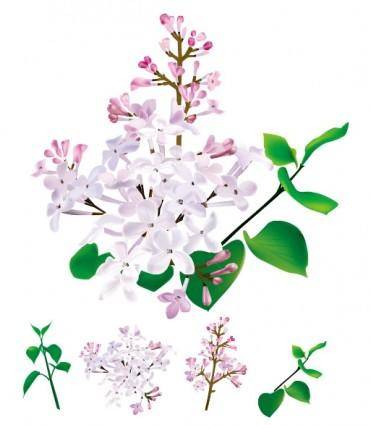 Chinese herbal medicine cloves original vector