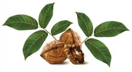 Realistic green walnut walnut 03 vector