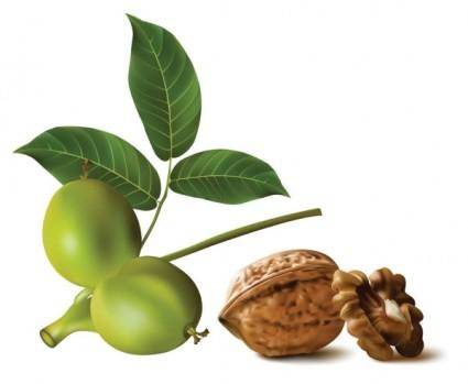 Realistic green walnut walnut 01 vector
