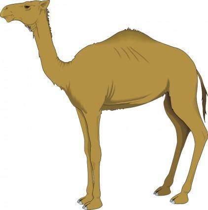 Camel 3