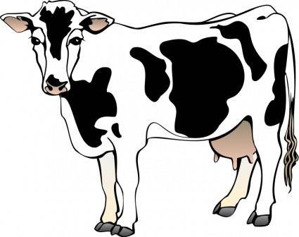 Cow 4