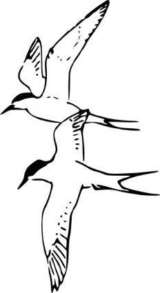 Arctic Tern clip art