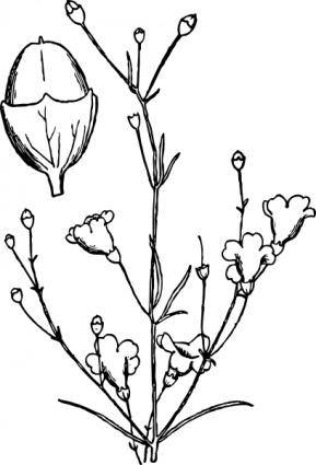Agalinis Obtusifolia clip art