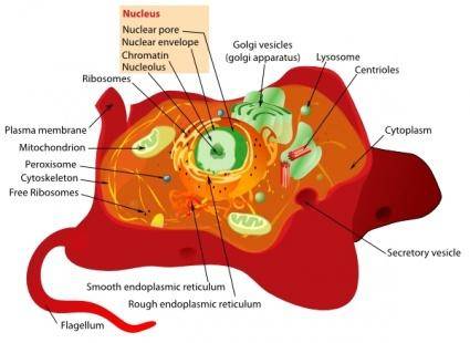 Animal Cell Structure clip art