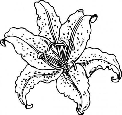 Lilium Auratum clip art