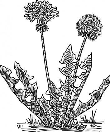 Dandelion Grass clip art