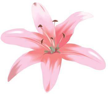 Lili Flower vector 6