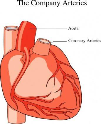 Heart Medical Diagram clip art
