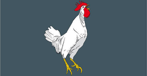 Cock vector