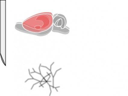 Rat Brain clip art