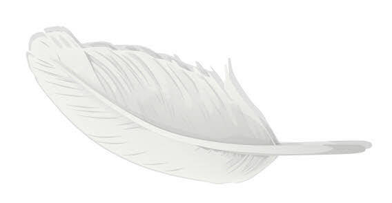Feather free vector