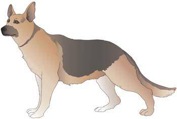Dog vector collections 7