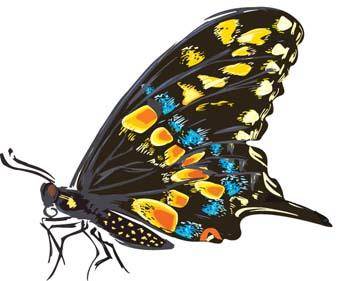 Butterfly Vector 11