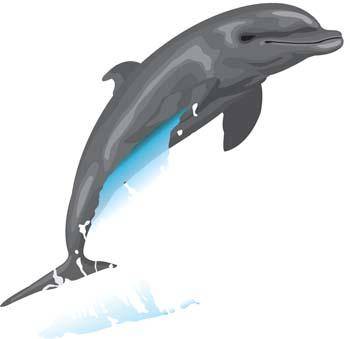 Dolphin Vector 6