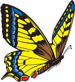 Butterfly Vector 3