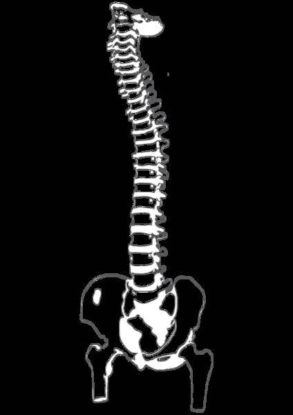 Spine Vector